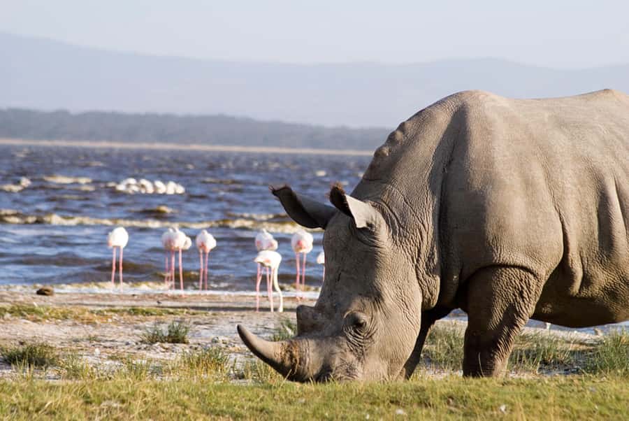 From Nairobi: Lakes Nakuru & Naivasha National Park Day Tour - Crescent Island and what you will not do