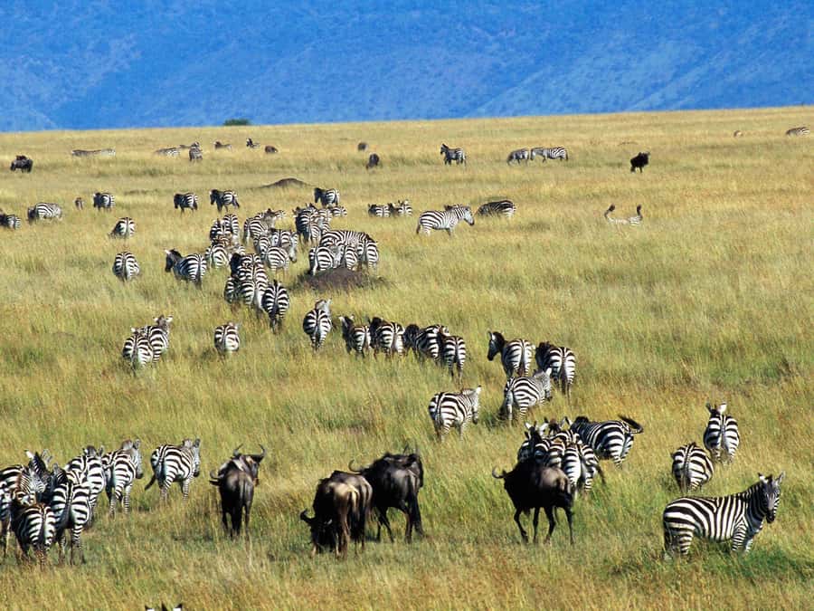 From Nairobi: Maasai Mara 3Day Budget Safari Holiday on Jeep - Nairobi to the Great Rift Valley viewpoint