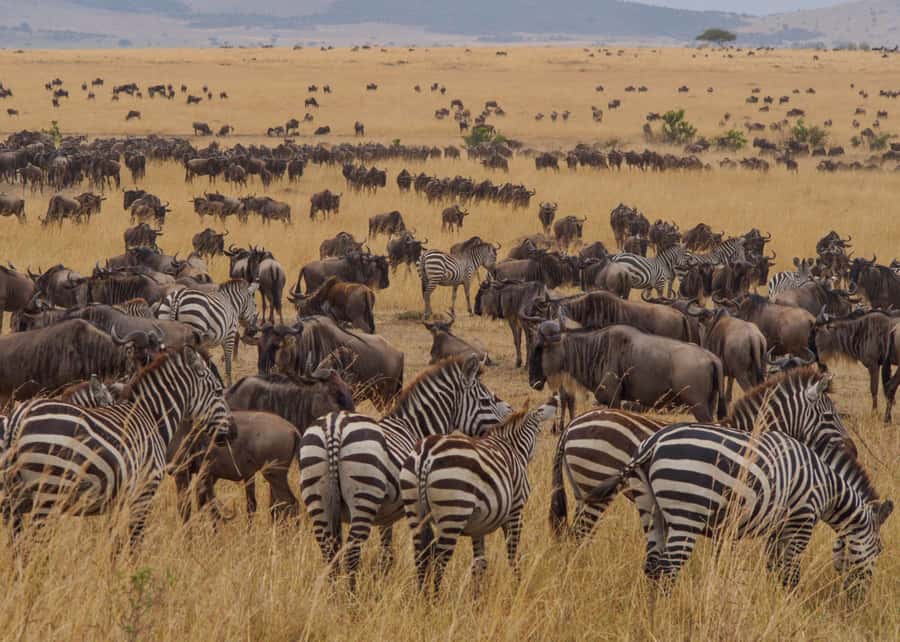 From Nairobi: Maasai Mara 3Day Budget Safari Holiday on Jeep - The optional Maasai village visit