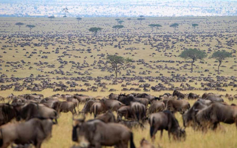 From Nairobi: Masai Mara 3-day Camping Safari by Jeep - Who will enjoy this safari most