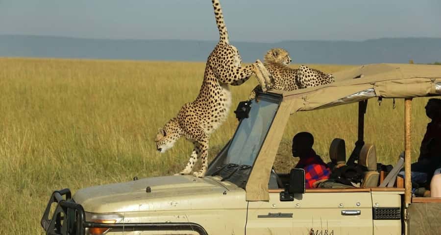 From Nairobi: Masai Mara 3-day Camping Safari by Jeep - What the $285 safari really gives you