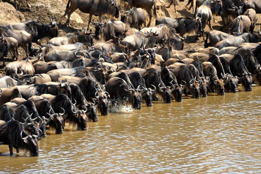 From Nairobi: Masai Mara 3-day Camping Safari by Jeep - Guide quality and the need to confirm details