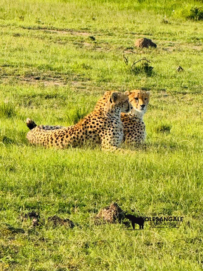 From Nairobi to Masai Mara Reserve & Village visit Day trip - Key points to know before booking