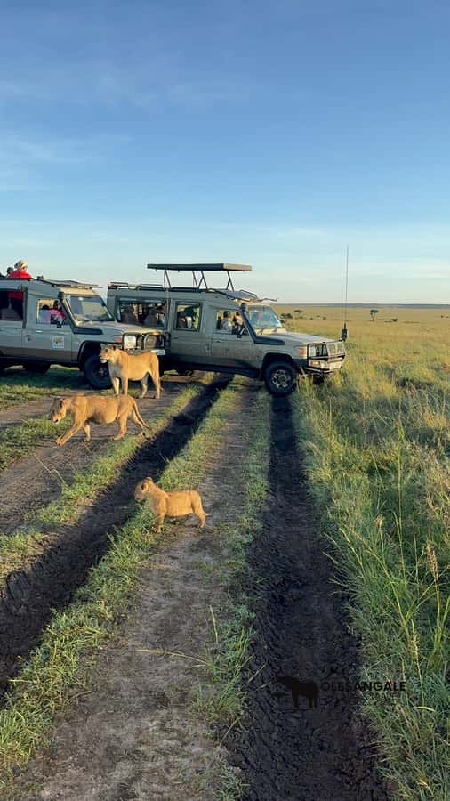 From Nairobi to Masai Mara Reserve & Village visit Day trip - Picnic lunch with an extra charge