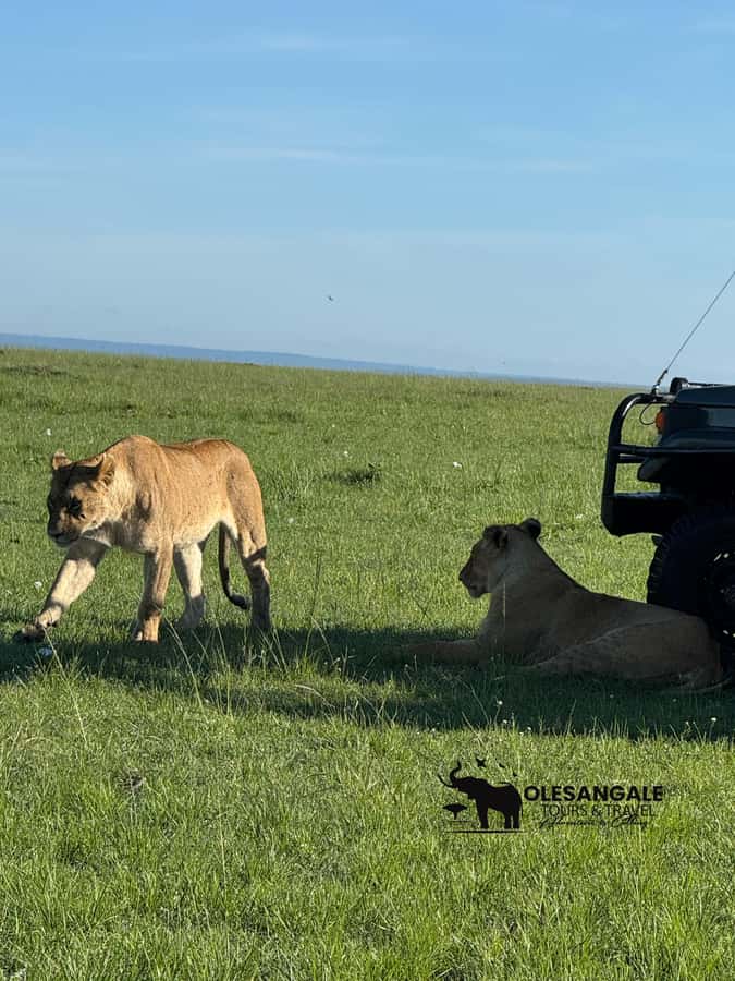 From Nairobi to Masai Mara Reserve & Village visit Day trip - A 30-minute Maasai village visit