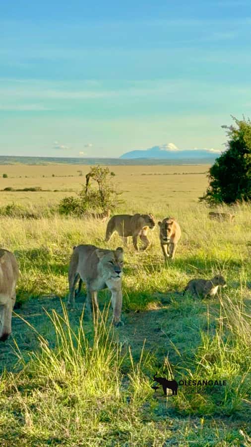 From Nairobi to Masai Mara Reserve & Village visit Day trip - What the $230 price really buys
