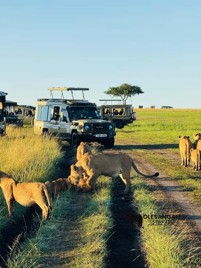 From Nairobi to Masai Mara Reserve & Village visit Day trip - Guides, vehicles, and group size