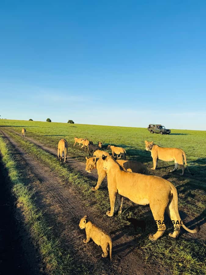 From Nairobi to Masai Mara Reserve & Village visit Day trip - Timing, cancellation, and practical planning