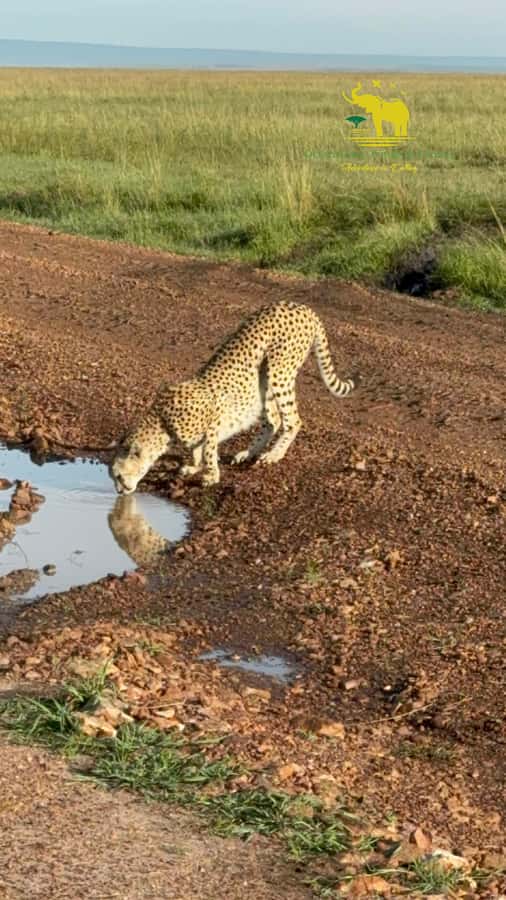From Nairobi to Masai Mara Reserve & Village visit Day trip - Four hours among Mara wildlife