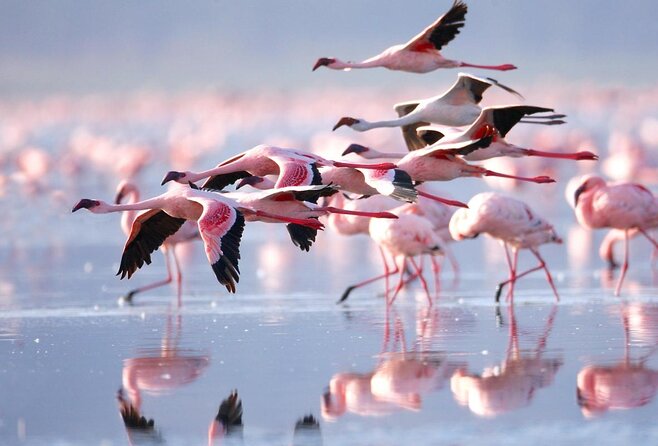 Full Day Lake Nakuru Park and optional boat ride on Lake Naivasha - Why this day trip works so well