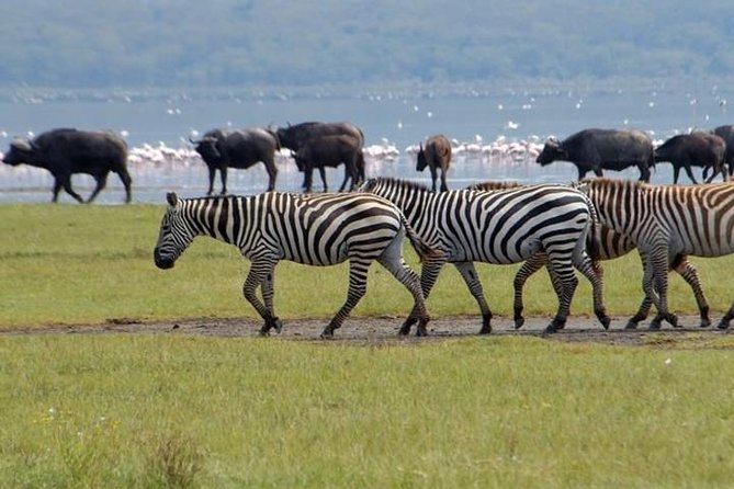 Full Day Lake Nakuru Park and optional boat ride on Lake Naivasha - Who should book this experience