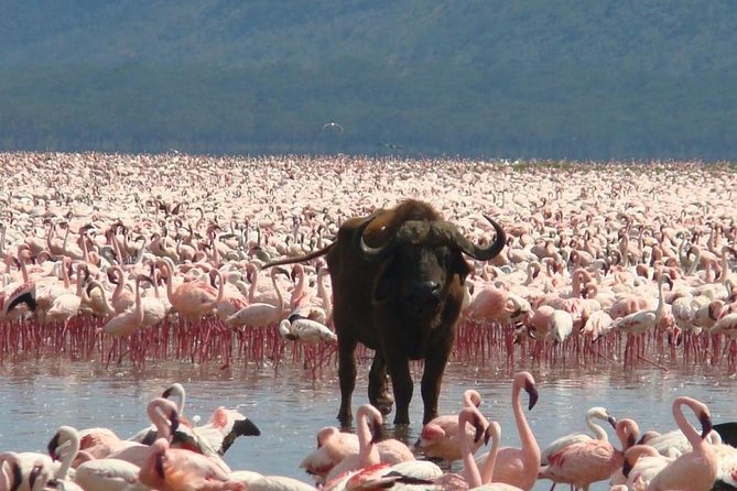 Full Day Lake Nakuru Park and optional boat ride on Lake Naivasha - Leaving Nairobi before the city wakes