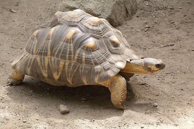Full Day Mombasa Excursion Tour - Haller Park: wildlife after the city