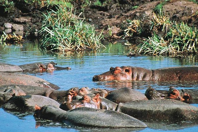 Full Day Mombasa Excursion Tour - The private tour question deserves attention