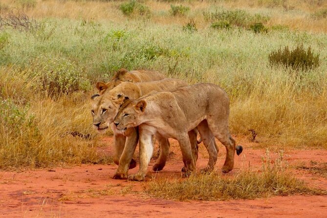 Full Day Private Tour of Tsavo East National Park from Mombasa - Leaving Mombasa at 5:30 am