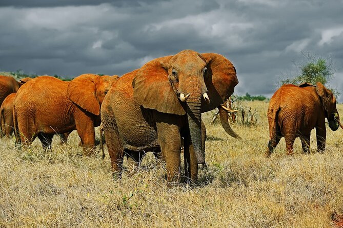 Full Day Private Tour of Tsavo East National Park from Mombasa - The long road back to Mombasa