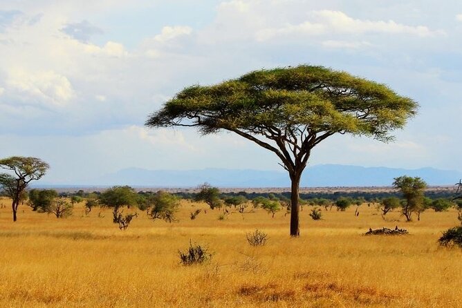 Full Day Private Tour of Tsavo East National Park from Mombasa - The guides can shape the day