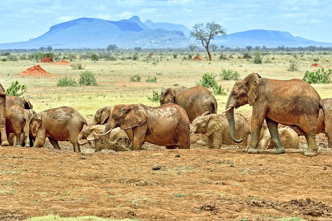Full Day Private Tour of Tsavo East National Park from Mombasa - Bachuma Gate and the first game drive