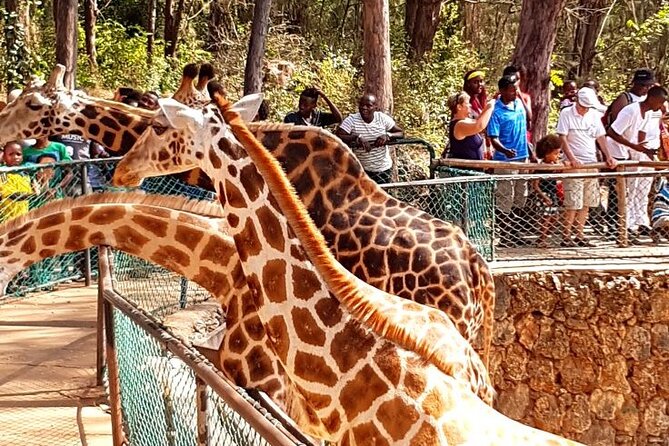 Full day tour in Mombasa - The Mombasa Tusks are a quick but memorable stop