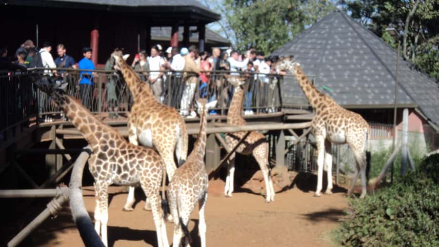 Giraffe Center and Karen Blixen Museum Tour from Nairobi - Key points to know before booking