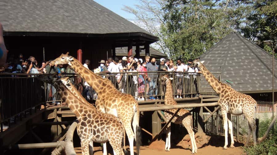 Giraffe Center and Karen Blixen Museum Tour from Nairobi - Why this Nairobi half-day works so well