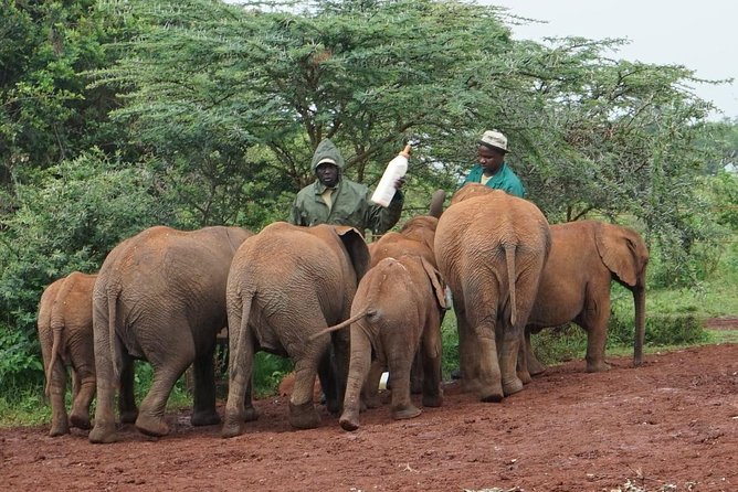 Giraffe center, Elephant Orphanage and Beads Center - Kazuri and Kobe Beads: the human side of the day