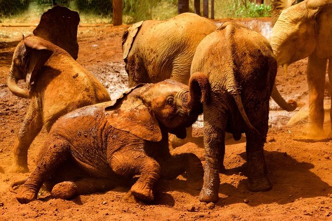 Giraffe center, Elephant Orphanage and Beads Center - Guides, vehicles, and the value of included transport