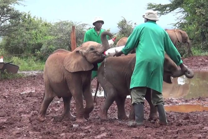 Giraffe center, Elephant Orphanage and Beads Center - What $115 gets you, and what it does not