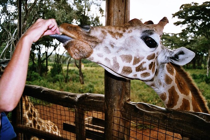 Giraffe center, Elephant Orphanage and Beads Center - Who should book this Nairobi day trip