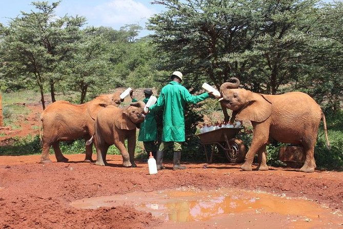 Giraffe center, Elephant Orphanage and Beads Center - Should you book it?