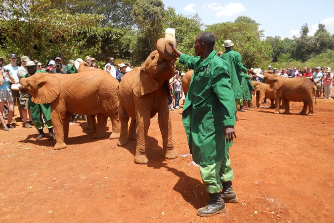 Giraffe center, Elephant Orphanage and Beads Center - Giraffe Centre: feeding time and conservation lessons