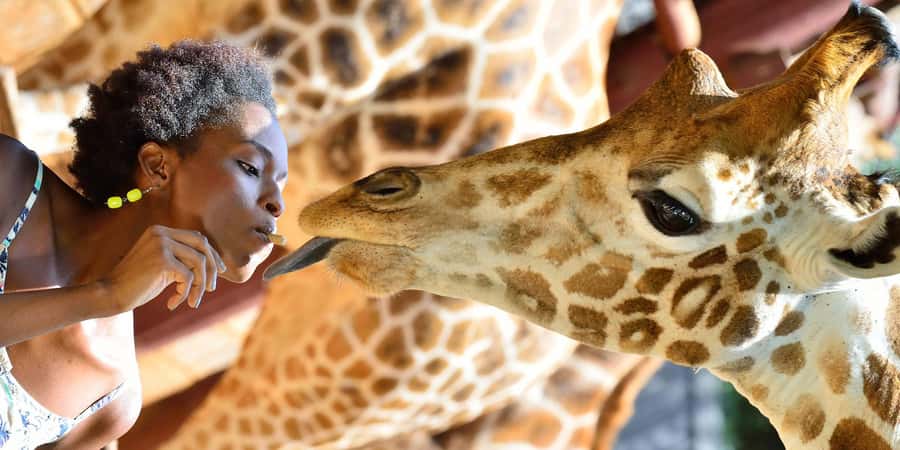Giraffe Center, Elephant Orphanage and Bomas of Kenya Tour - From Nairobi pickup to the Giraffe Centre