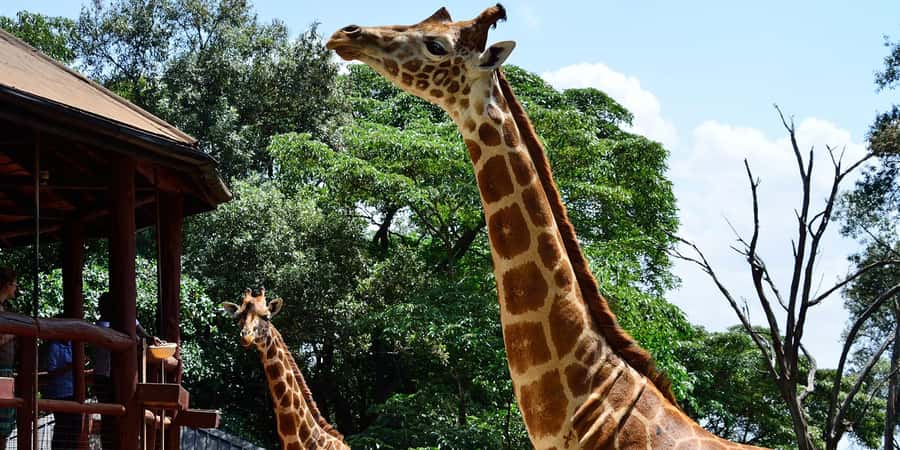 Giraffe Center, Elephant Orphanage and Bomas of Kenya Tour - Who will enjoy this Nairobi day