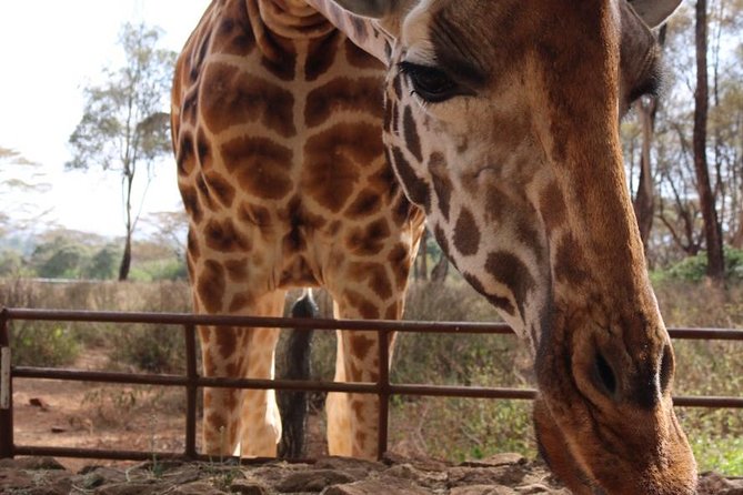 Giraffe Center, Elephant Orphanage, Beads Center & Bomas of Kenya Tour Nairobi - Who should book this Nairobi tour?