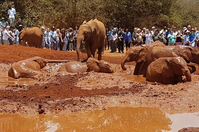 Giraffe Center, Elephant Orphanage, Beads Center & Bomas of Kenya Tour Nairobi - The Sheldrick Wildlife Trust at its fixed 11 a.m. opening
