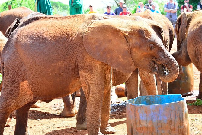 Giraffe Centre, Elephant Orphanage, and Bomas of Kenya Day Tour from Nairobi - The guide can shape the whole day