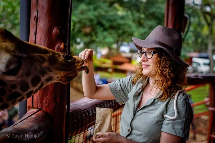 Giraffe, Elephant Orphanage - Feeding a Rothschild’s giraffe at the Giraffe Centre
