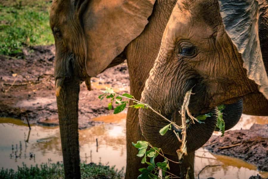 Giraffe, Elephant Orphanage - Kenyan culture at Bomas of Kenya