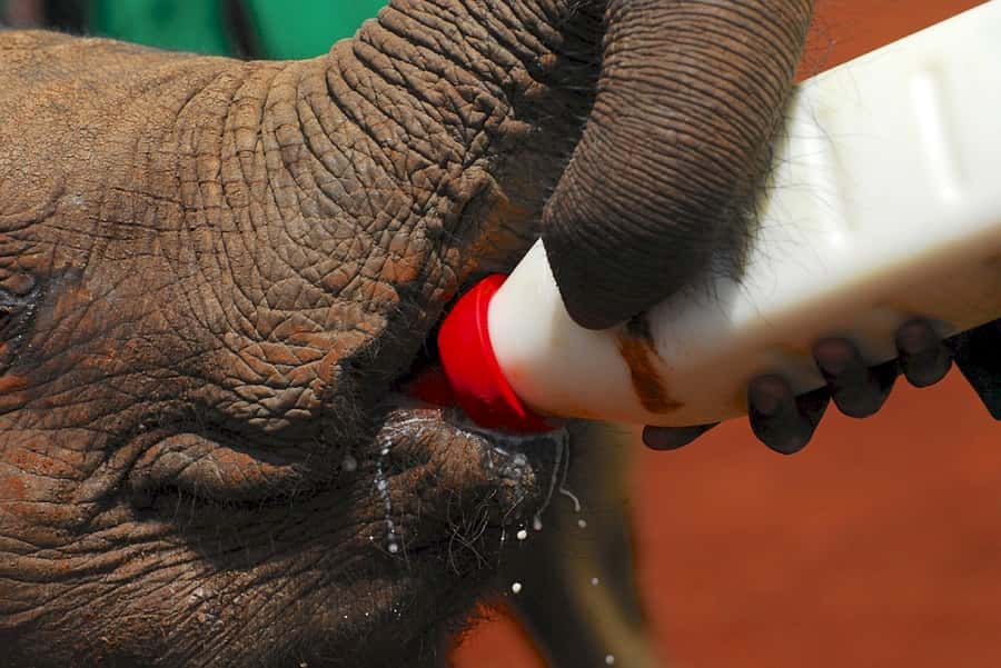 Giraffe, Elephant Orphanage - Pickup, vehicles, and daily departures
