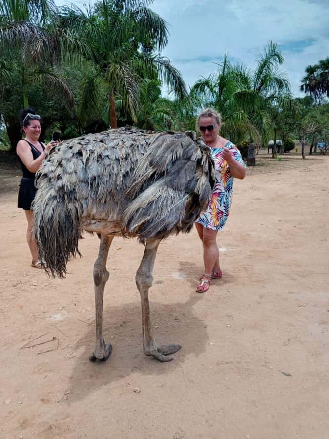 giraffe feeding - Quick points before you book