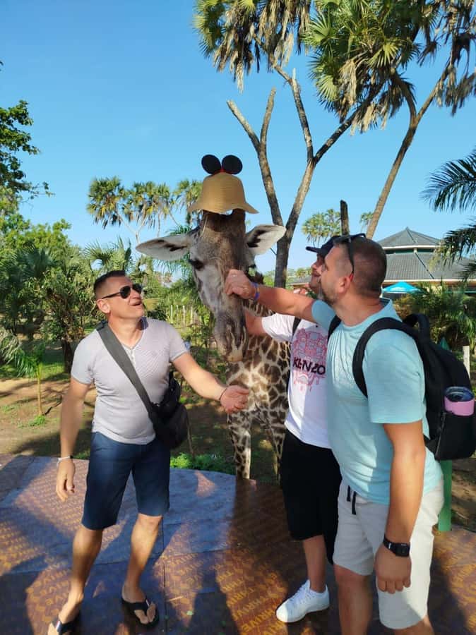 giraffe feeding - Feeding giraffes, the main event