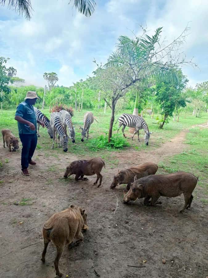 giraffe feeding - A short introduction to the 31-acre park