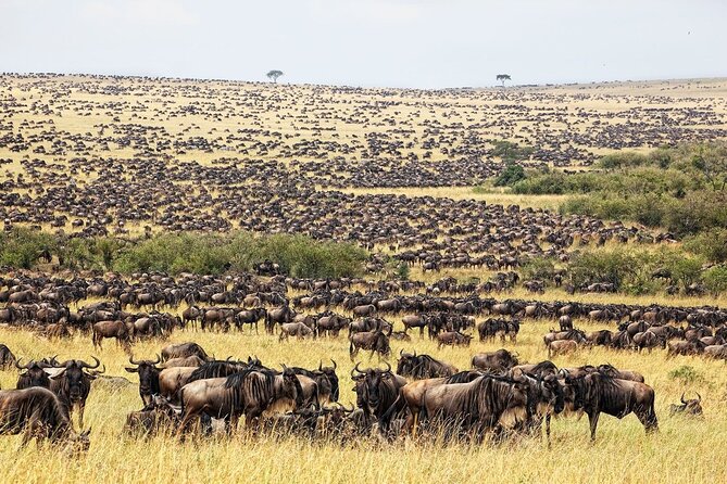 Great Wildebeest Migration Safari in Masai Mara - Why the Mara River is the star of this safari