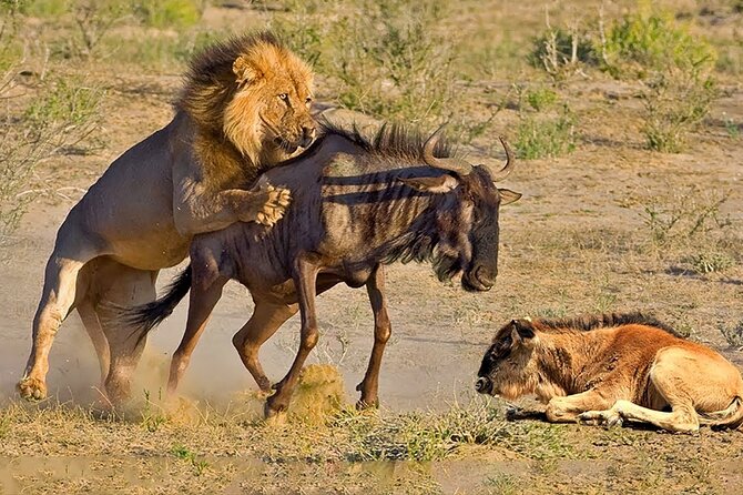 Great Wildebeest Migration Safari in Masai Mara - Day 3: Sunrise, the river, and the optional balloon ride