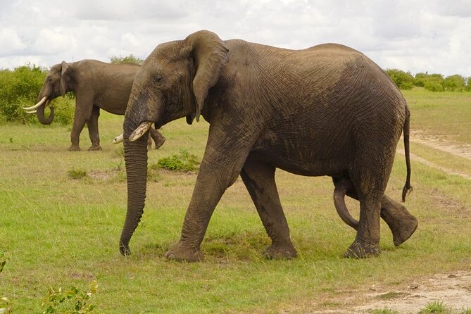 Great Wildebeest Migration Safari in Masai Mara - Comfort, timing, and the private format