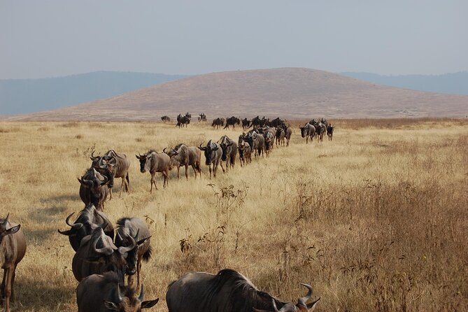 Great Wildebeest Migration Safari in Masai Mara - How the guiding shapes the experience