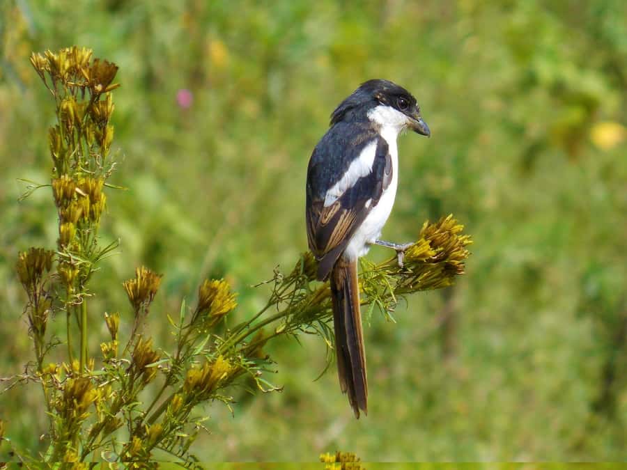 Group joining day trip to Lake Nakuru from Nairobi - Key points to know before booking