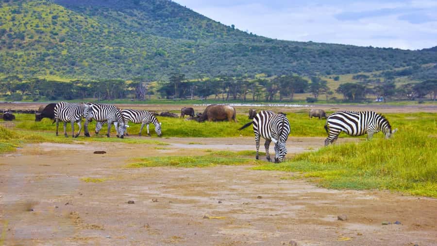 Group joining day trip to Lake Nakuru from Nairobi - Who should book this Lake Nakuru trip