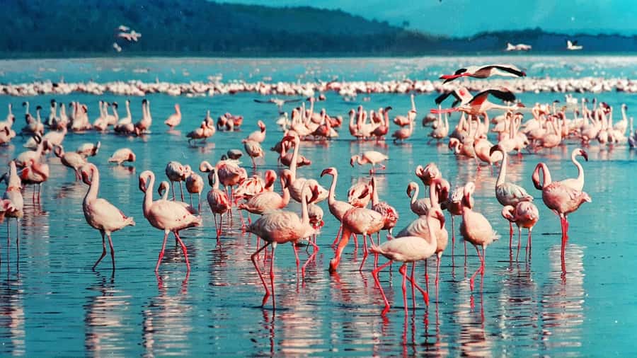 Group joining day trip to Lake Nakuru from Nairobi - Why Lake Nakuru works as a Nairobi day trip