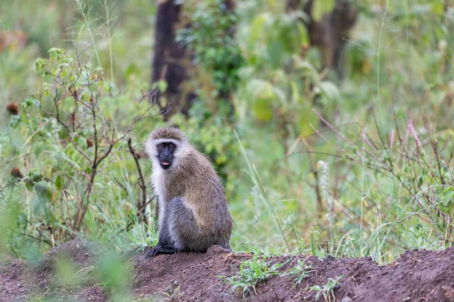 Group joining day trip to Lake Nakuru from Nairobi - Four hours inside Lake Nakuru National Park